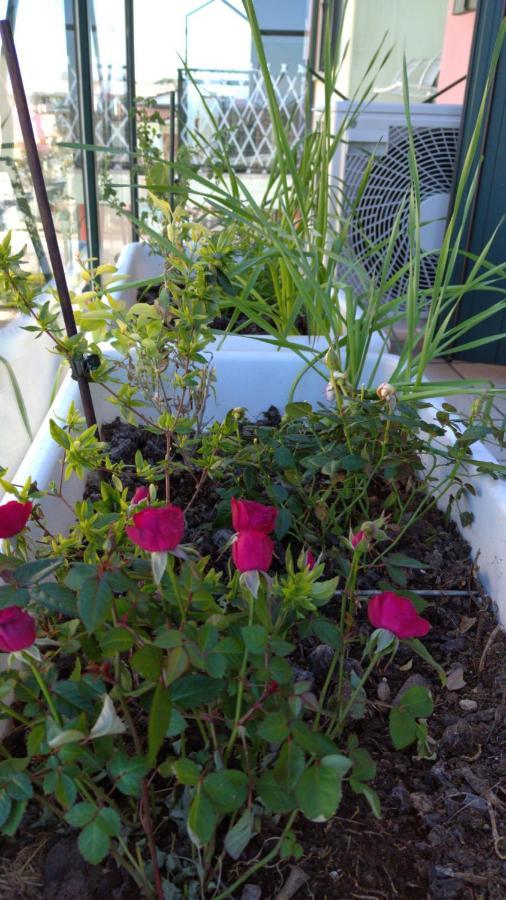 ארקליאה מארה Delle Rose Apartment מראה חיצוני תמונה